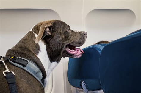 fake service animals and why airline passengers are upset